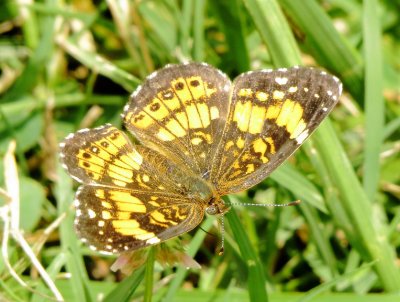 Silvery Checkerspot
