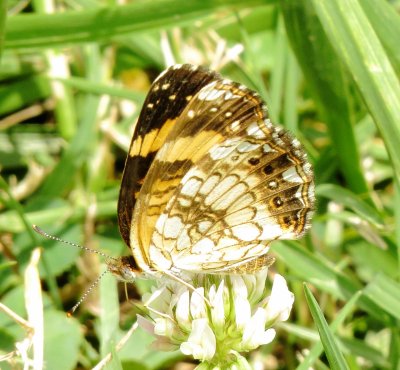 Silvery Checkerspot