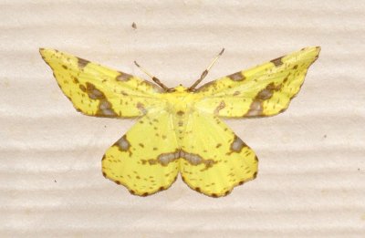 False Crocus Geometer Moth 