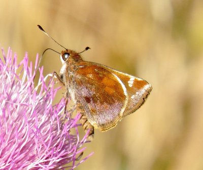 Zabulon Skipper