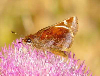 Zabulon Skipper