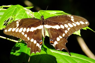 Eastern Giant Swallowtail