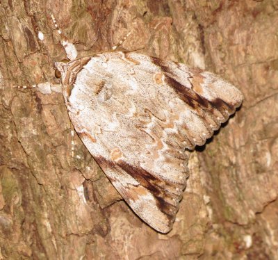 Sad Underwing