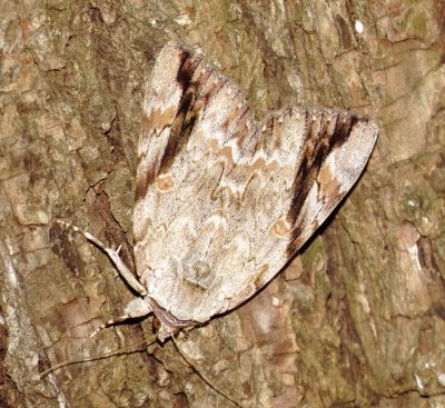 Sad Underwing