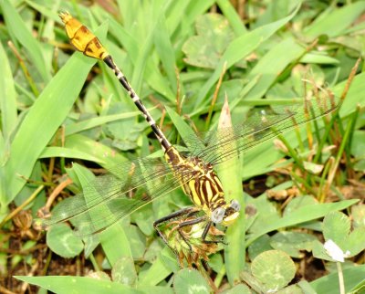 Flag-Tailed Spinyleg