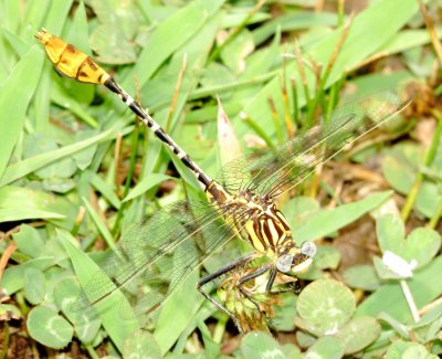 Flag-Tailed Spinyleg