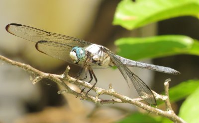 Great Blue Skimmer
