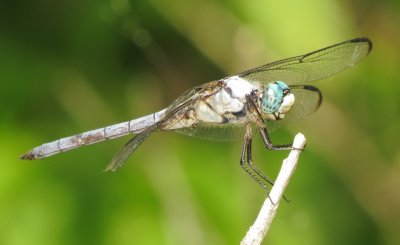 Great Blue Skimmer