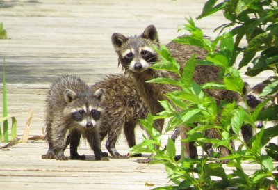 Common Raccoon