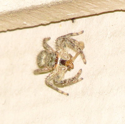 Jumping Spider Species