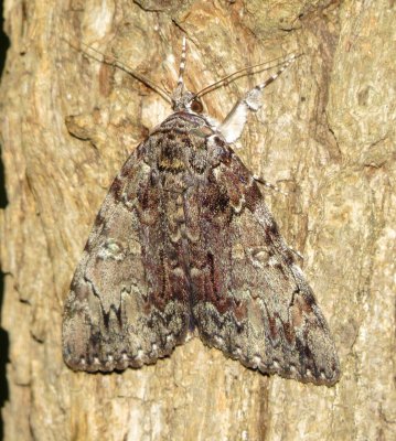 Underwing Moth Species