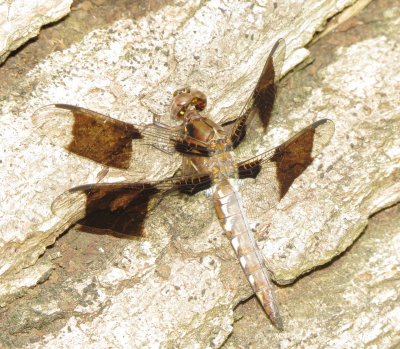 Common Whitetail