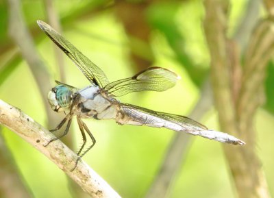 Great Blue Skimmer