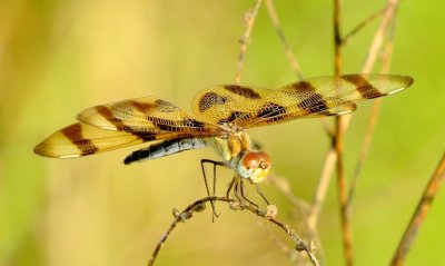 Halloween Pennant