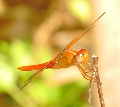 Neon Skimmer