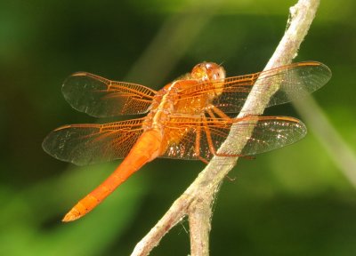 Neon Skimmer