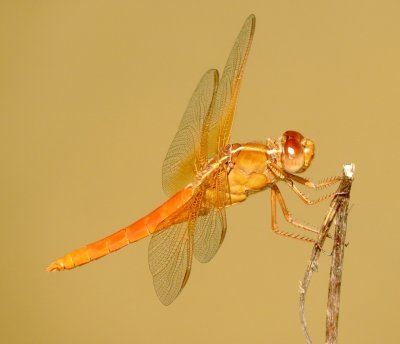 Neon Skimmer