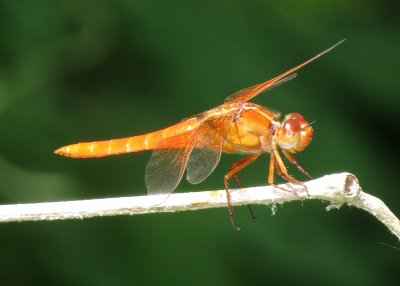Neon Skimmer