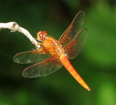 Neon Skimmer