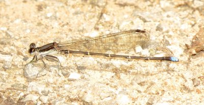 Blue-Tipped Dancer