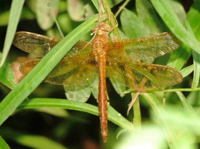 Orange Shadowdragon