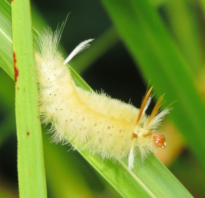 Sycamore Tussock Moth Caterpillar