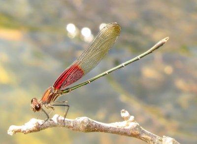 American Rubyspot