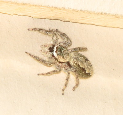 Tan Jumping Spider