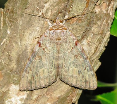 Underwing Moth Species