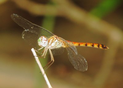 Blue-Faced Medowhawk