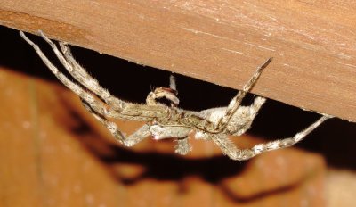 White-Banded Fishing Spider