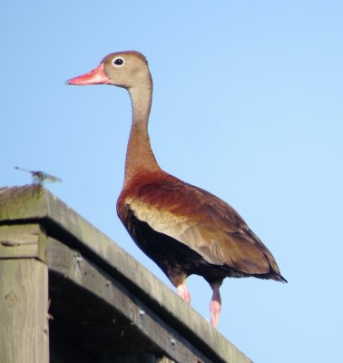 Black-Bellied Whistling Duck