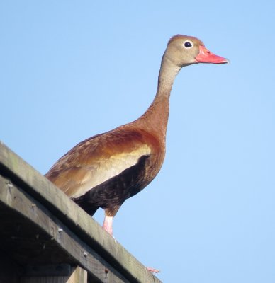 Black-Bellied Whistling Duck
