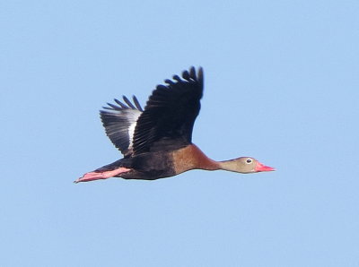 Black-Bellied Whistling Duck