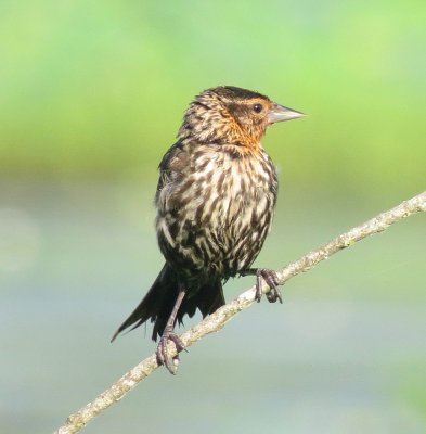 Red-Winged Blackbird