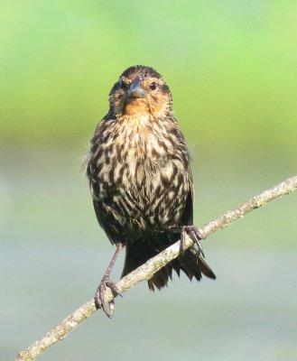 Red-Winged Blackbird