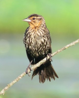 Red-Winged Blackbird