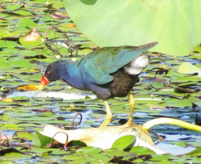 Purple Gallinule