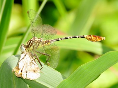 Flag-Tailed Spinyleg