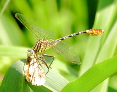 Flag-Tailed Spinyleg
