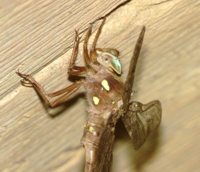 Fawn Darner