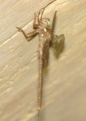 Fawn Darner