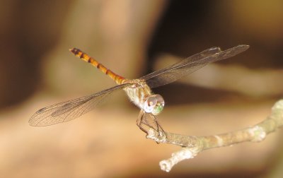 Blue-Faced Meadowhawk