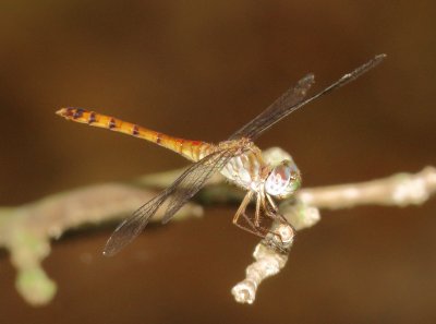 Blue-Faced Meadowhawk