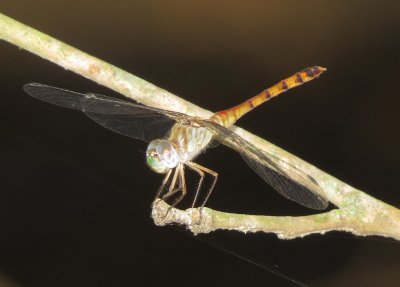 Blue-Faced Meadowhawk