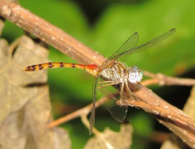 Blue-Faced Meadowhawk