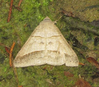 Texas Mocis Moth