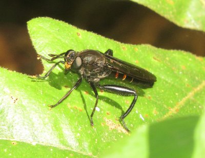 Mydas Chrysostomus