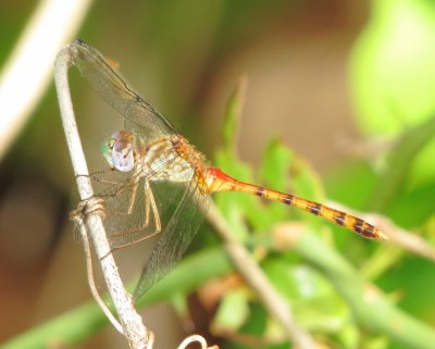 Blue-Faced Meadowhawk