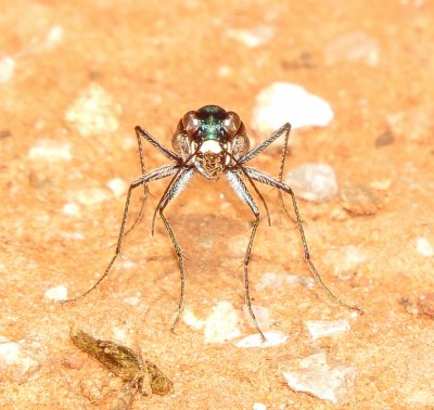 Eastern Red-Bellied Tiger Beetle